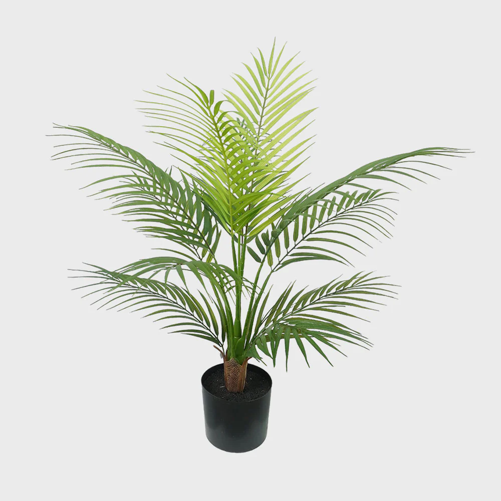 Palm Areca in Black Plastic Pot 60cm