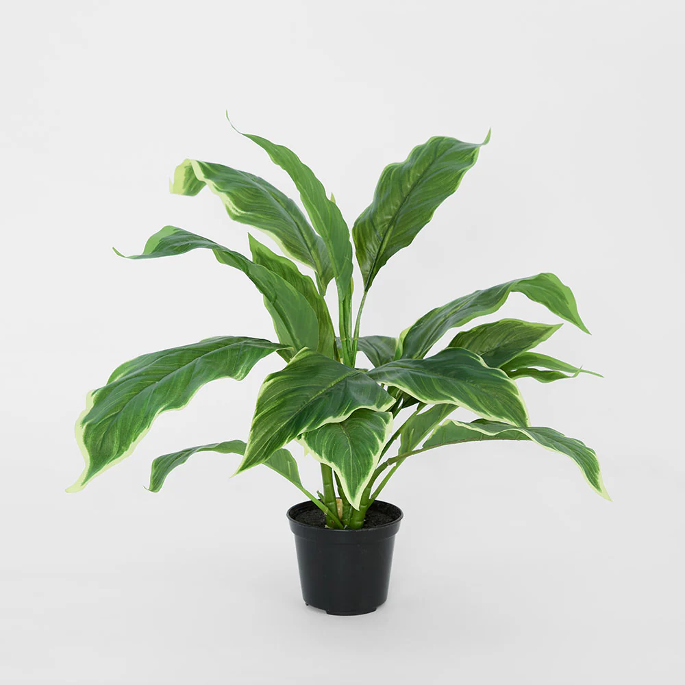 Hosta Plant real touch in Pot 42cm