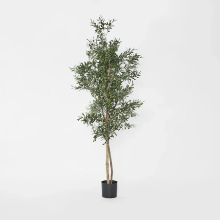 Olive Tree 2m 