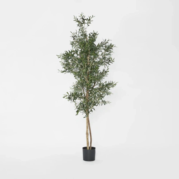 Olive Tree 2m 