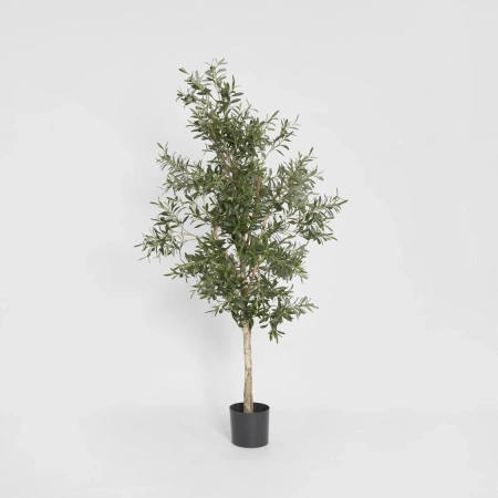 Olive Tree 1.7m 