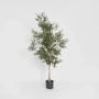 Olive Tree 1.7m 