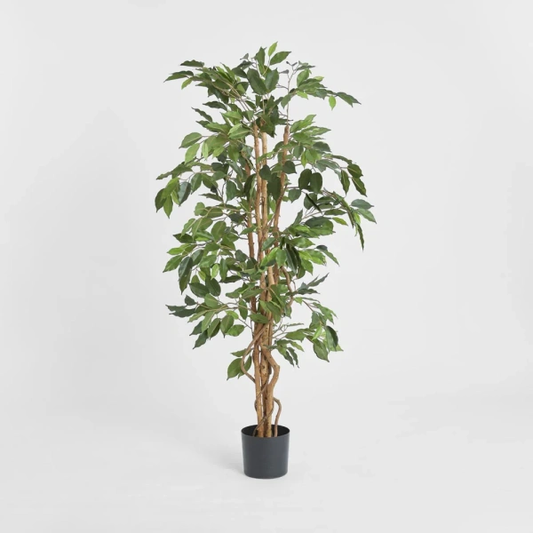 FicusTree 1.7m