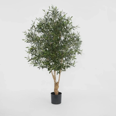 Olive Tree 1.5m 