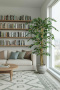 FicusTree 1.7m