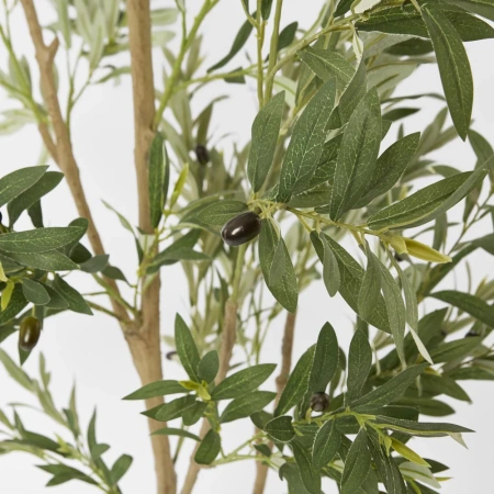 Verdant Olive Tree 180cm