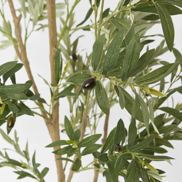 Verdant Olive Tree 180cm