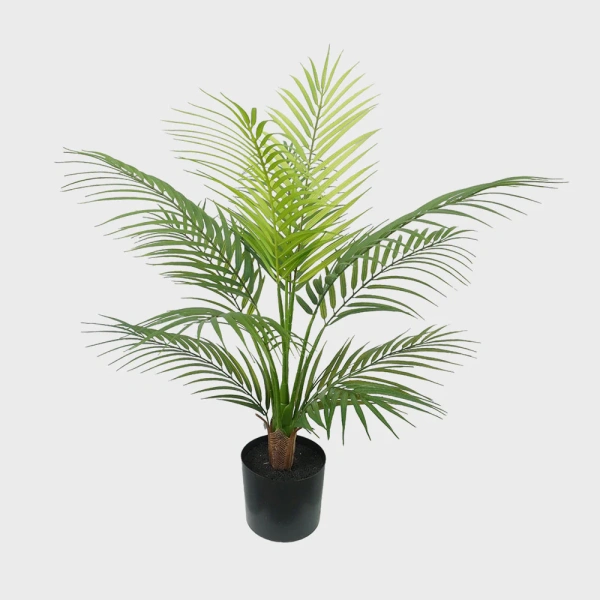 Palm Areca in Black Plastic Pot 60cm