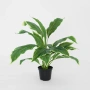 Hosta Plant real touch in Pot 42cm