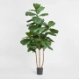 Fiddle Leaf Tree 1.9m