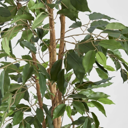 FicusTree 1.7m