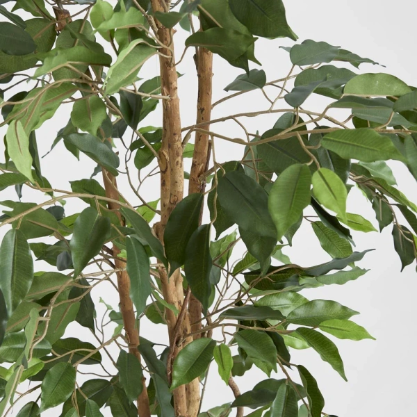 FicusTree 1.7m
