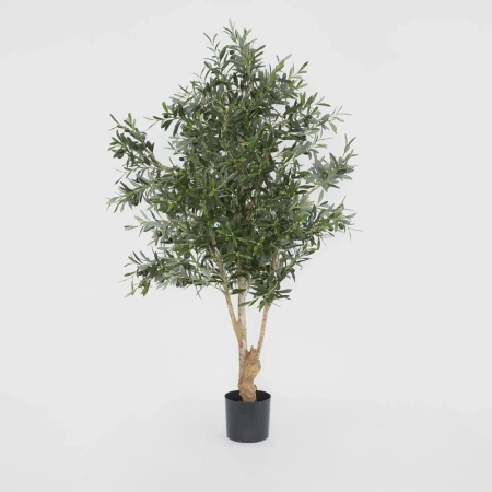 Olive Tree 1.5m 