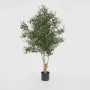 Olive Tree 1.5m 