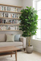 Fiddle Leaf Tree 2m
