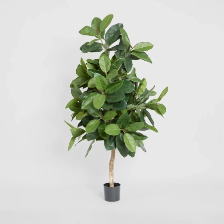 Plant Tree Rubber 1.7m