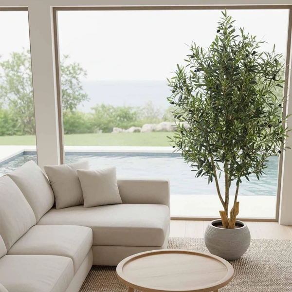 Olive Tree 1.5m 