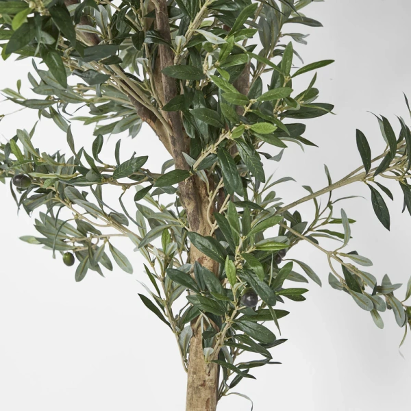Olive Tree 2m 
