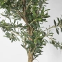 Olive Tree 2m 