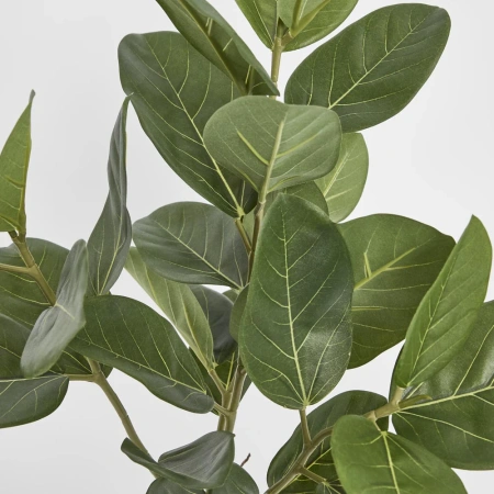 Ficus Tree Potted Audrey 64cm