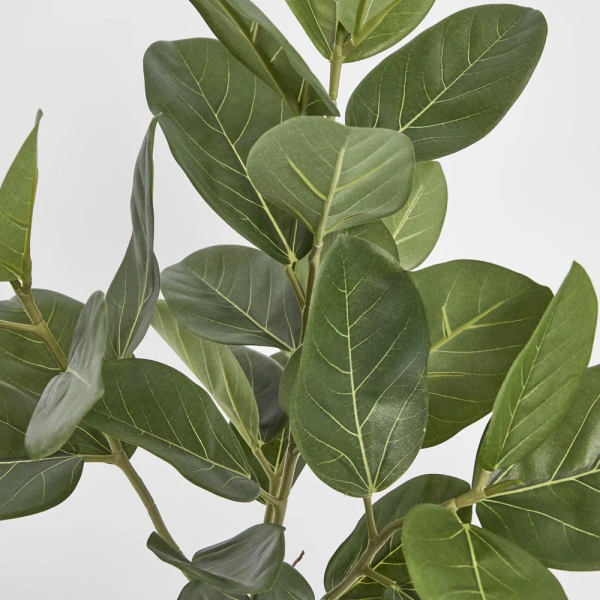 Ficus Tree Potted Audrey 64cm