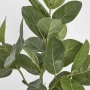 Ficus Tree Potted Audrey 64cm