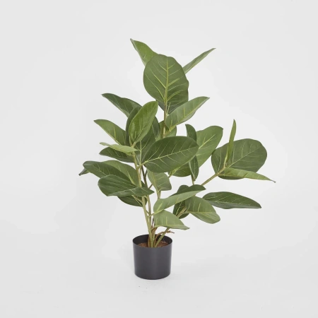Ficus Tree Potted Audrey 64cm