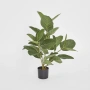 Ficus Tree Potted Audrey 64cm