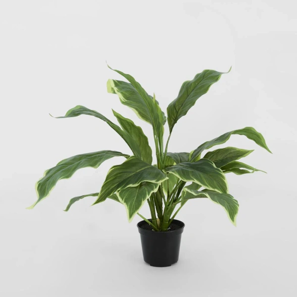 Hosta Plant real touch in Pot 42cm