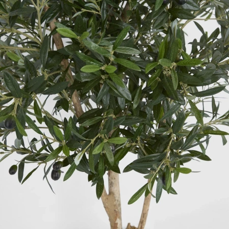 Olive Tree 1.5m 