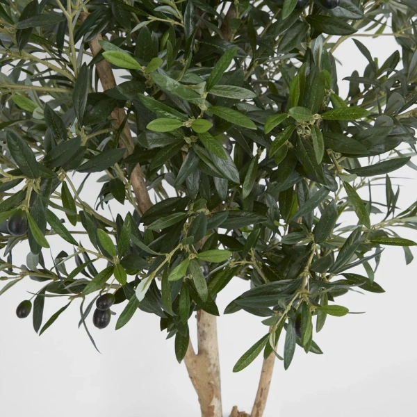 Olive Tree 1.5m 