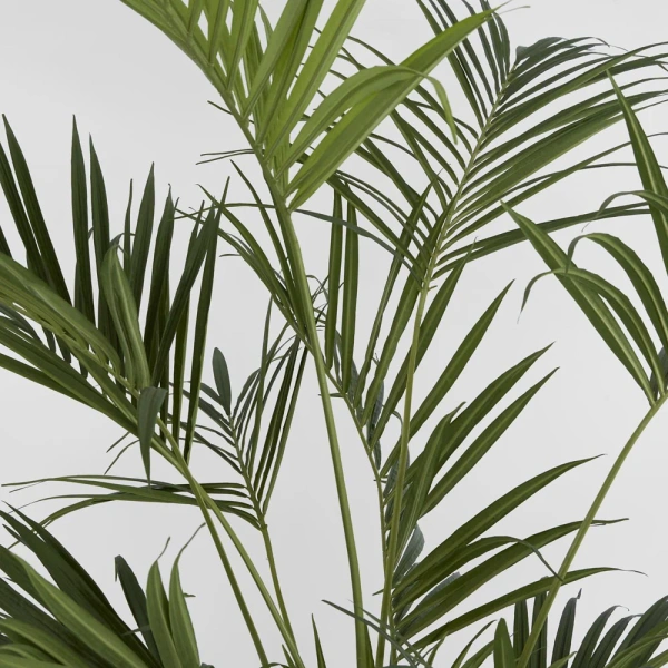 Kentia Palm Tree 210cm
