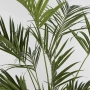 Kentia Palm Tree 210cm