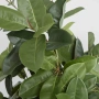 Plant Tree Rubber 1.7m