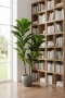 Fiddle Leaf Tree 1.13m