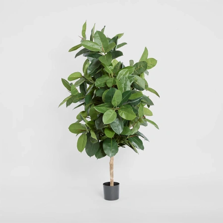 Plant Tree Rubber 1.7m