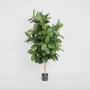 Plant Tree Rubber 1.7m