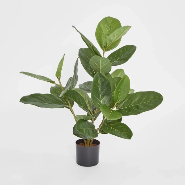 Ficus Tree Potted Audrey 64cm