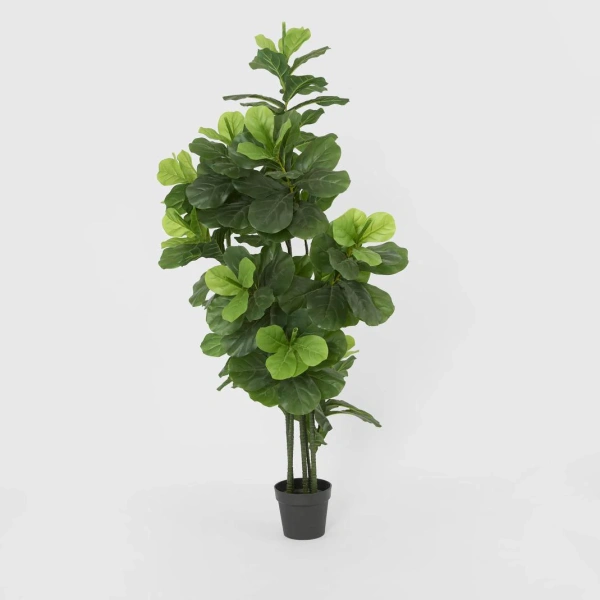 Fiddle Leaf Tree 175cm