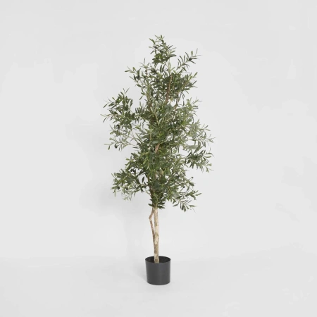 Olive Tree 1.7m 