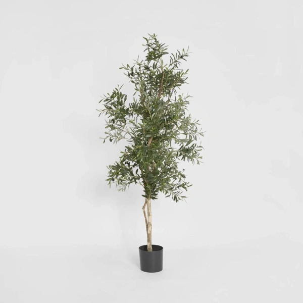 Olive Tree 1.7m 