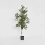 Olive Tree 1.7m 