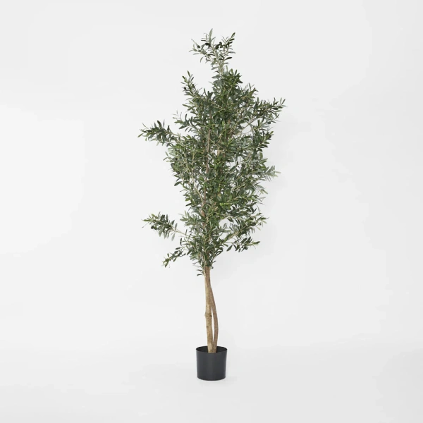 Olive Tree 2m 