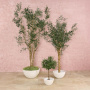 Verdant Olive Tree 180cm