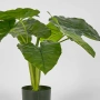 Potted Real Touch Philodendron 50cm
